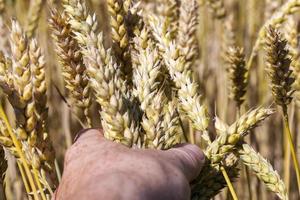 rye spikelets, close up photo