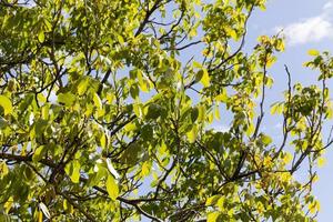 walnut tree leaves photo