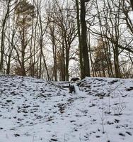 ventisqueros en invierno foto