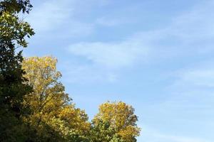 yellowed ash foliage photo