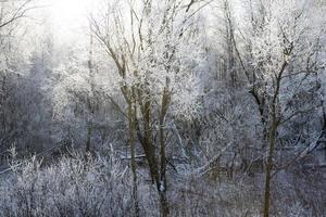 paisaje de invierno, bosque foto