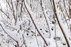 trees covered with snow photo