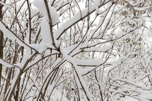 snow-covered branches of young trees photo