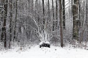 After snowfall, close up photo