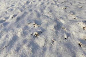 Snow drifts in winter photo