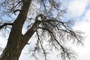 árbol sin hojas foto