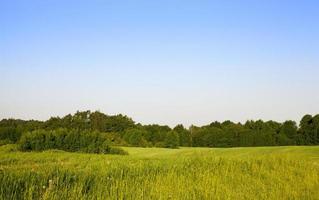 forest and individual trees photo