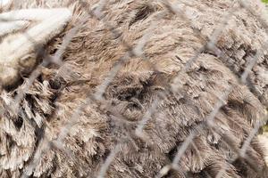 ungulate behind the metal net photo