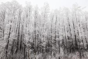 Winter forest, frost photo