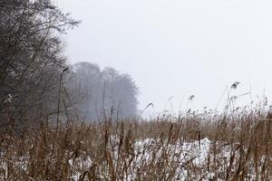 ventisqueros en invierno foto