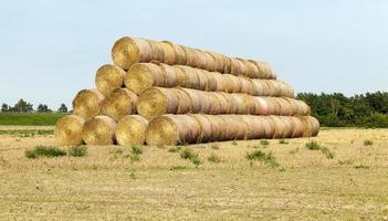 cylindrical stack of straw photo