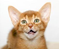 Abyssinian kitten close up photo