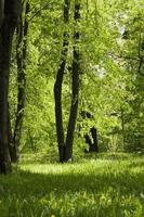 green trees background in forest photo