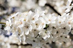 plants in bloom photo