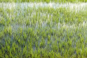 water in a swamp photo