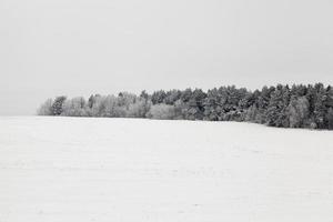 paisaje invernal con bosque foto
