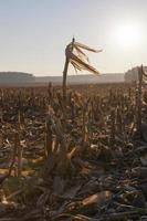 one long corn stalk photo