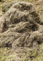 pile of dry grass photo