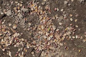 ripe brown dill seeds photo