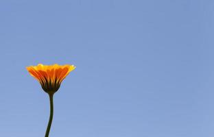 hermosa y limpia flor de caléndula foto