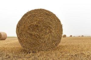 cylindrical bales of straw photo