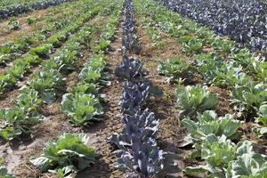 green and purple cabbage photo