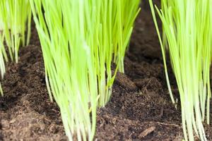 rows of new young wheat photo