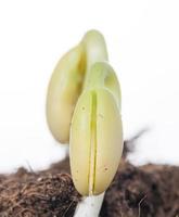 group of newly grown beans photo