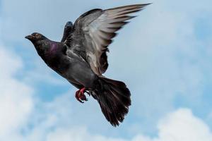 pigeon flying in the blue sky photo