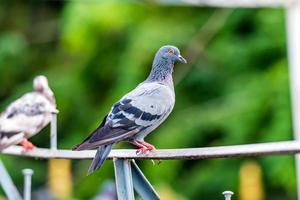 pigeon resting on the fence photo