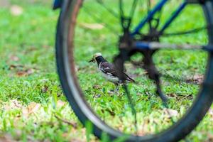 asian pied starling with mealworm in its beak photo