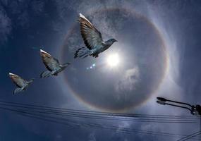 sun halo with bird in the sky photo