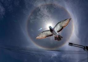 halo de sol con pájaro en el cielo foto