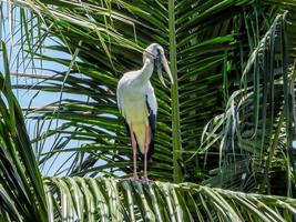 egret stand on the coconut tree photo