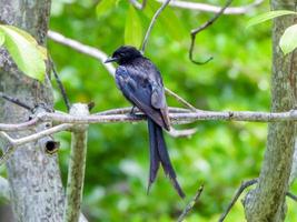 Drongo perched on a branch photo