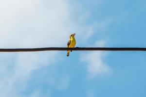 olive backed sunbird perched on wire photo