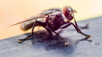 close up fly in the garden photo