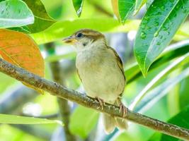 Common Tailorbird on tree in the garden photo