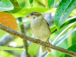 sastre común en el árbol en el jardín foto