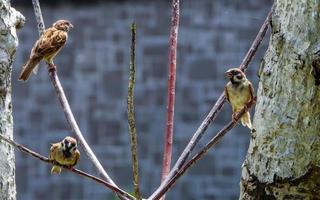 bandada de gorriones en el jardín foto