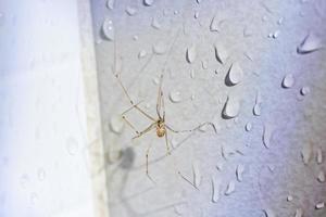 insecto araña natural en el fondo de la pared foto