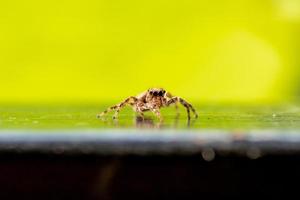 Spider insect natural on wall background photo