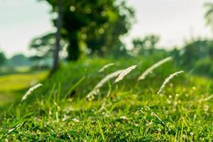 grass flower on the field photo