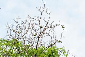 perico alejandrino, loro alejandrino encaramado en un gran árbol en el templo foto