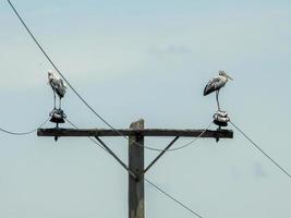 two egret stand on the wire photo