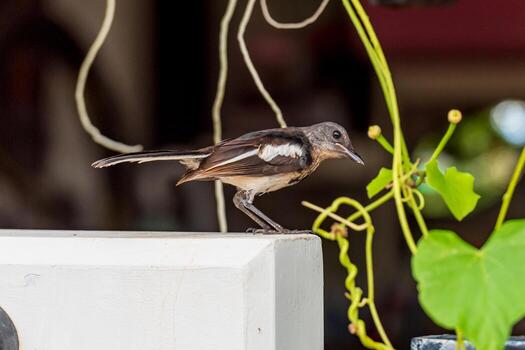 urraca oriental petirrojo de pie en la valla foto