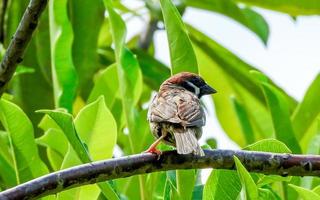 bandada de gorriones en un árbol en el jardín foto