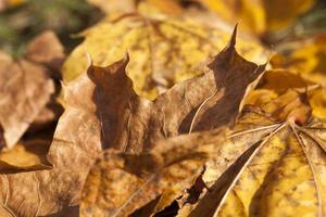 Yellow foliage, autumn photo