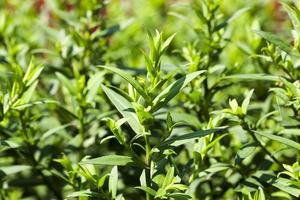 young green plants photo