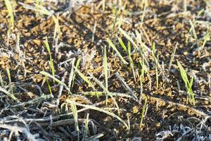 green wheat in frost, close-up photo